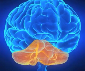 Alpha Brain Review: Alpha Brain is a Multifaceted Supplement 5 alpha brain review 3 276