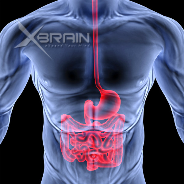 XBrain Micellar Casein without artificial sweetener! 2 intestinal 2077