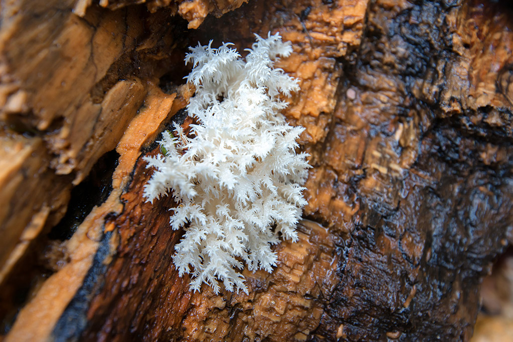 Medicinal Mushrooms Fruiting Body Vs. Mycelium XBrain