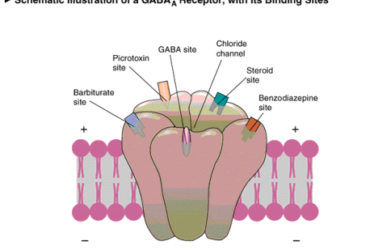 Alpha Brain Ingredients - GABA 2 gaba 71