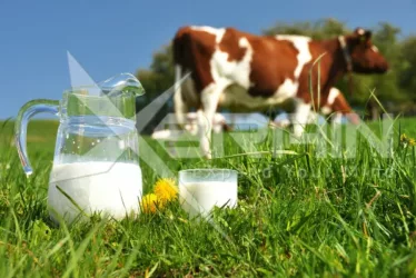 Organic Micellar casein from the EU 1 micellar casein from cows 2174 jpg