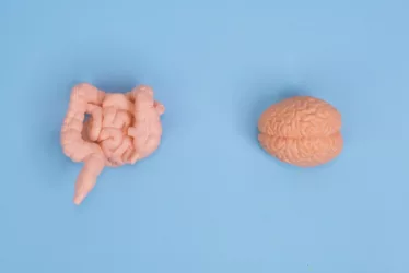 A healthy human gut-brain connection diagram.